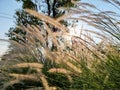 Poaceae or Gramineae field in the garden Royalty Free Stock Photo