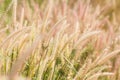 Poaceae grass flower are blowing by wind, blur background