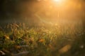 poaceae or grass flower with rays on sunrise in park Royalty Free Stock Photo
