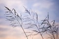 Poaceae grass flower in twilight Royalty Free Stock Photo