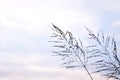 Poaceae grass flower in twilight