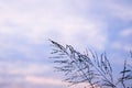 Poaceae grass flower in twilight Royalty Free Stock Photo