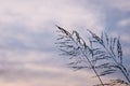 Poaceae grass flower in twilight Royalty Free Stock Photo