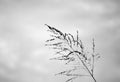 Poaceae grass flower in twilight Royalty Free Stock Photo