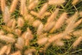 Poaceae Grass Flowers Field and Poaceae background