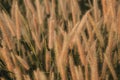 Poaceae Grass Flowers Field and Poaceae background