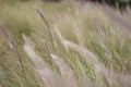 Poaceae Grass Flowers Field, Green grass in nature Landscape background Royalty Free Stock Photo