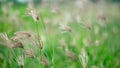 Poaceae in green field Royalty Free Stock Photo