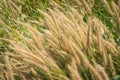 Poaceae meadow blowing by the wind