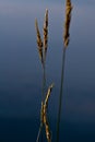 Poaceae