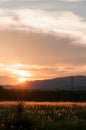 Poaceae on sunset with mountain background Royalty Free Stock Photo