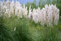 Poaceae wild spike savana flower background