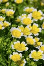 Poached egg plant Royalty Free Stock Photo