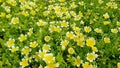 Poached egg plant, Limnanthes douglasii