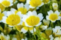 Poached egg plant, Limnanthes douglasii