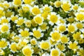 Poached egg plant, Limnanthes douglasii