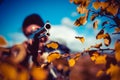 Poacher with Rifle Spotting Some Deers. Hunter with shotgun gun on hunt. Autumn. Royalty Free Stock Photo