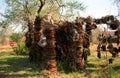 Poachers` traps, Hlane Royal National Park, Swaziland