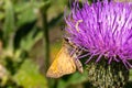 Poanes aaroni skipper butterfly, looks like poanes viator