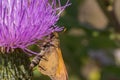 Poanes aaroni skipper butterfly, looks like poanes viator Royalty Free Stock Photo