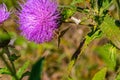 Poanes aaroni skipper butterfly, looks like poanes viator