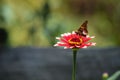 Poanes viator butterfly perching on flower isolated in blurred background