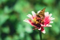 Poanes viator butterfly perching on flower isolated in blurred background Royalty Free Stock Photo