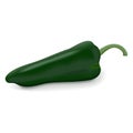 Poblano pepper. Vector illustration.