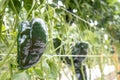 Poblano peppers growing in a greenhouse