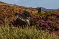 Heather on the Hillside surrounding Pobull Fhinn stone circle on the Island of North Uist