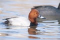 Pochard ((Aythya ferina) Royalty Free Stock Photo