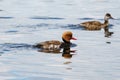 Pochard & x28;Aythya ferina& x29; ducks on a small pond, in England