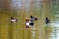 Pochard & x28;Aythya ferina& x29; ducks in a small pond in London, England