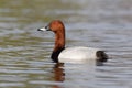 Pochard, Aythya ferina Royalty Free Stock Photo