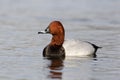 Pochard, Aythya ferina Royalty Free Stock Photo