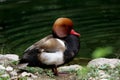 The pochard Aythya ferina is a typical plunging duck