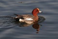 pochard duck Royalty Free Stock Photo