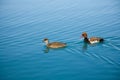 Pochard ducks Royalty Free Stock Photo