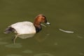 Pochard