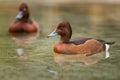 Pochard small portrait in water