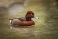 Pochard small portrait in the water