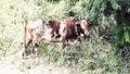 A pock-marked, mottled bull,