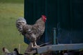 A pock-marked rooster on a background of a green lawn copy space