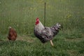 A pock-marked rooster on a background of a green lawn copy space