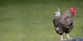 A pock-marked rooster on a background of a green lawn copy space