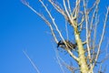 Pocket drone that flew out of control is stuck in tree