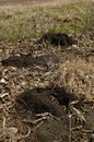Pocket gopher mounds in field