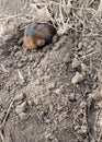 Pocket Gopher Peek