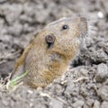 Pocket Gopher peeking out of burrow cautiously