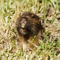 Pocket Gopher peeking out of burrow and starring at camera